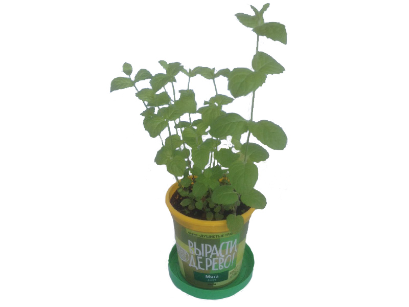 Набор для выращивания растений - Мята дикая  